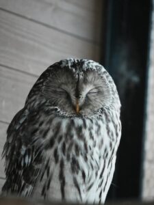 Lorem ipsum dolor sit